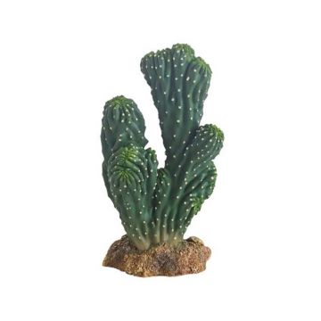 Decor Hobby Cactus Victoria 1