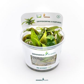 Dennerle Cryptocoryne x purpurea In-Vitro