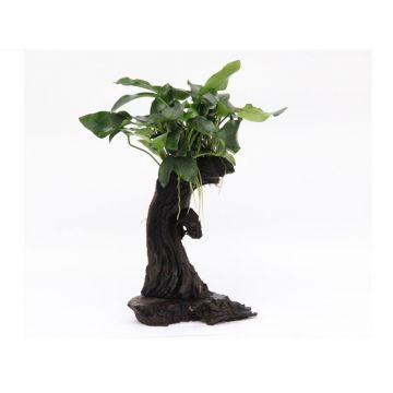 Dennerle decor Mbuna cu Anubias nana mic