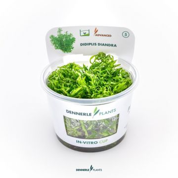 Dennerle Didiplis Diandra In-Vitro