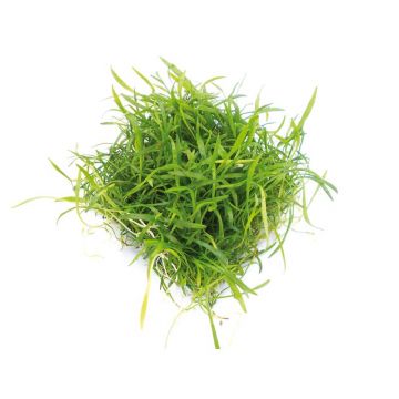 Dennerle Lilaeopsis brasiliensis pad 9x9 cm