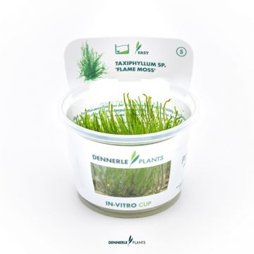 Dennerle Taxiphyllum spec. Flame moss In-Vitro