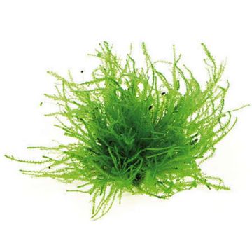 Dennerle Vesicularia sp. Triangle moss