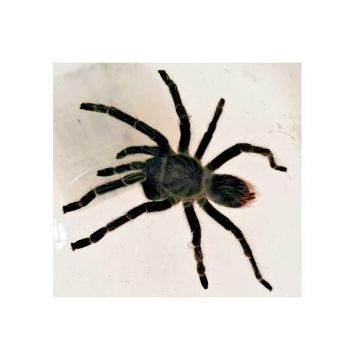Hispaniolan Giant Tarantula