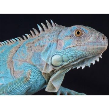 Iguana albastra (Iguana iguana Blue)