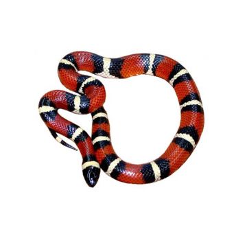 Lampropeltis triangulum annulata (Milk snake)