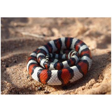Lampropeltis triangulum gentilis