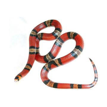 Lampropeltis Triangulum hondurensis Milksnake
