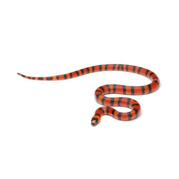Lampropeltis triangulum hondurensis tangerin