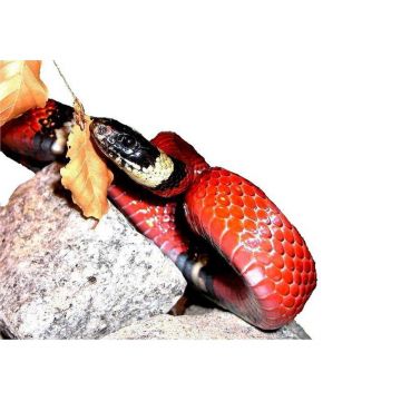 Lampropeltis Triangulum sinaloae Milksnake