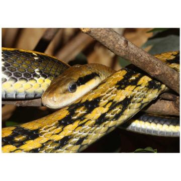 Orthriophis taeniurus friesi (Taiwan beauty snake)