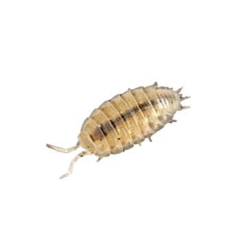 Paduchi de lemn Trichorhina tomentosa