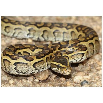 Piton african de stanca (Python sebae)