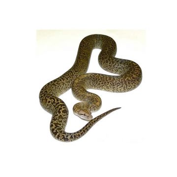 Piton molurus granit