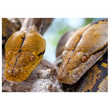 Pitoni reticulari (Malayopython reticulatus)