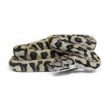 Pitonul Covor (Morelia spilota variegata)