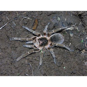 Poecilotheria bistriatus