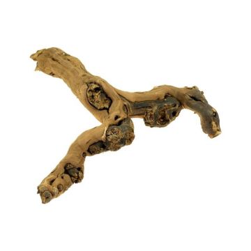 Radacina vita de vie Hobby 30cm