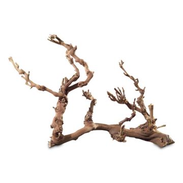 Radacina vita de vie Hobby Jumbo 50-70cm