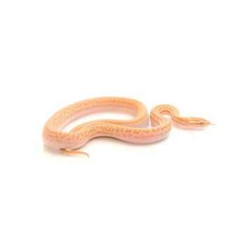 Sarpe Boaedon fuliginosus albino (African house snake albino)