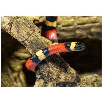 Sarpe de Lapte Campbelli apricot