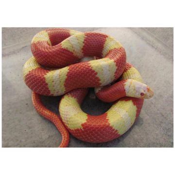 Sarpe de Lapte Honduras albino yellow