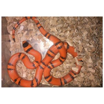 Sarpe de Lapte Honduras orange het albino