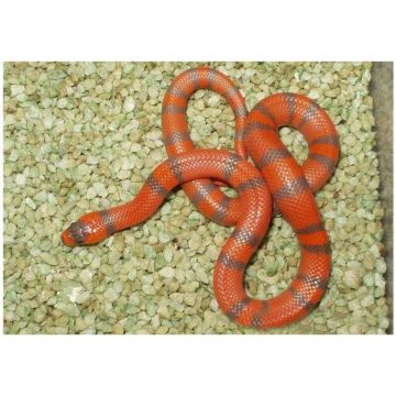 Sarpe de Lapte Honduras tangeri het. hypo