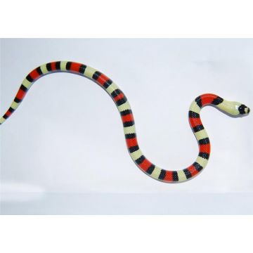 Sarpe de Lapte Pueblan sockhead