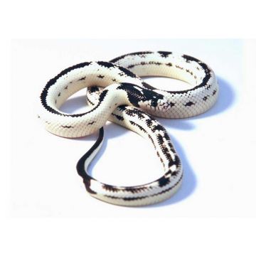 Sarpe de Porumb anerythristic invers vargat