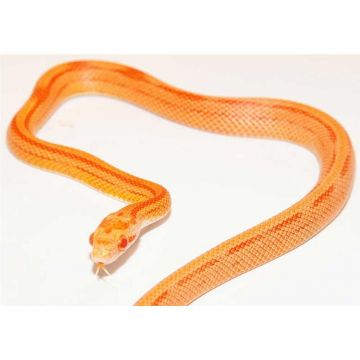 Sarpe de Porumb Motley striped albino