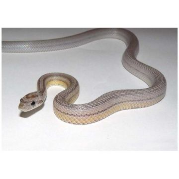 Sarpe de Porumb Motley striped anerythristic