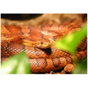 Sarpe Elaphe guttata Corn Snake