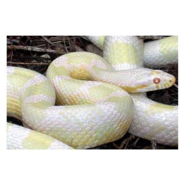 Sarpe Elaphe guttata greenspoted snow (Corn Snake)