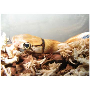 Sarpe Elaphe radiata het. alb. (Radiated ratsnake)