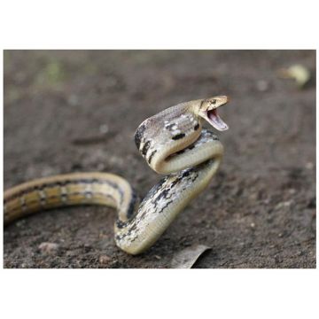 Sarpe Elaphe radiata (Radiated ratsnake)