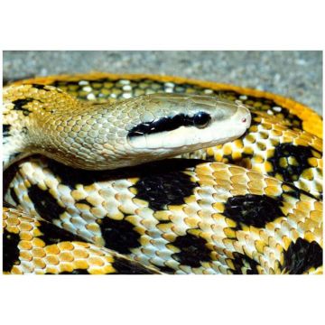 Sarpe Elaphe taeniura taeniura (Beauty rat snake)