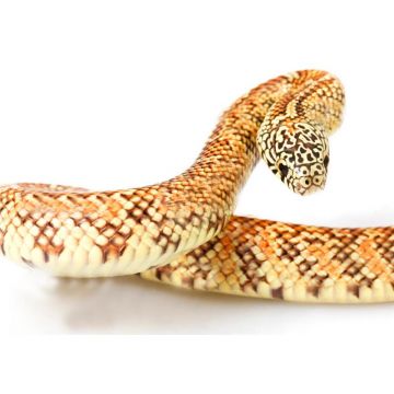 Sarpe Lampropeltis getulus floridana het. hypo