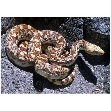 Sarpe popandau Sonoran het. albino