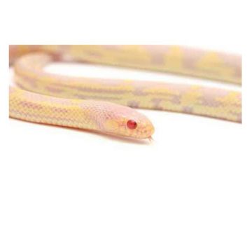 Sarpe Regal de California Albino aberrant