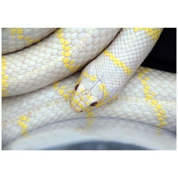 Sarpe Regal de California Albino ?High Yellow?