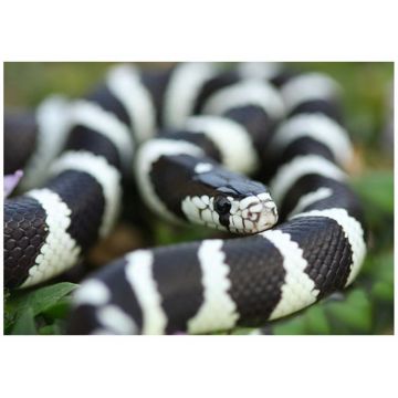 Sarpe Regal de California ?Black&White?