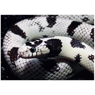 Sarpe Regal de California ?High White? patat