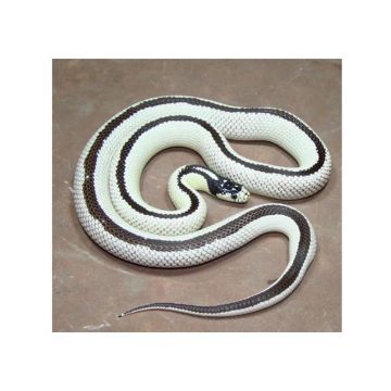 Sarpe Regal de California ?High White? vargat