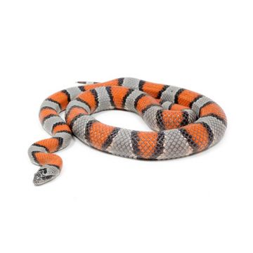 Sarpe Regal Lampropeltis alterna