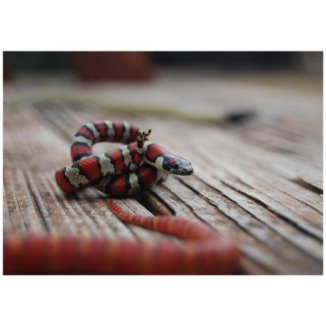 Sarpe Regal Ruthven Het albino