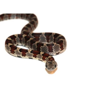 Sarpe Regal San Luis Potosi