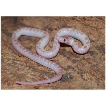 Sarpe sorecar bubblegum