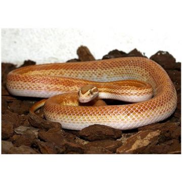 Sarpele African de Casa (white line)