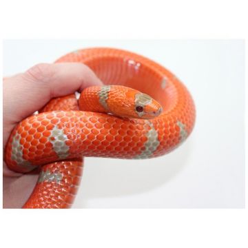 Sarpele de Lapte Honduras portocaliu